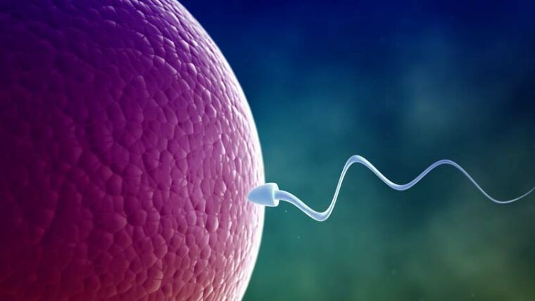 Fertility and becoming a new parent