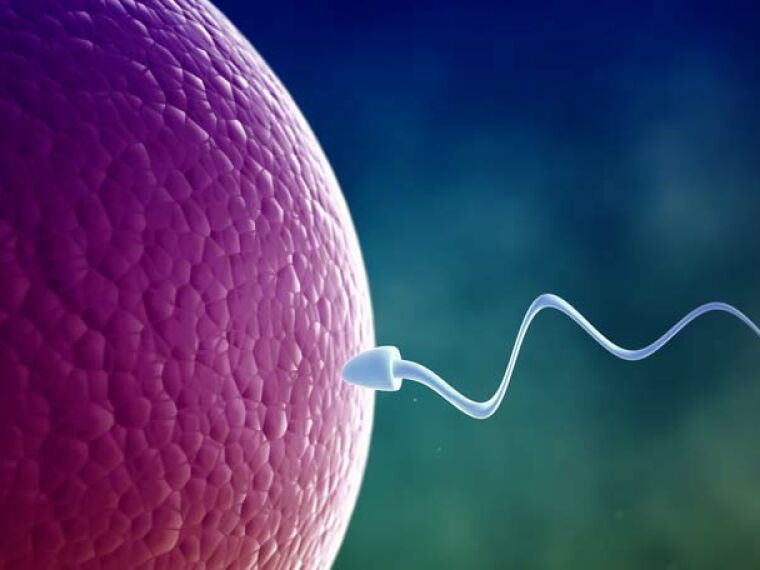 Sperm fertilising egg in a natural cycle or IVF